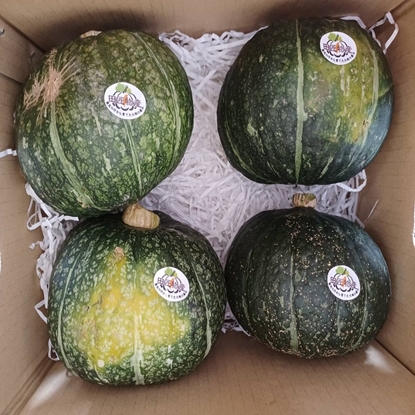 【田匠物產】純日本品種雙色栗子南瓜綠色栗子8台斤---免運