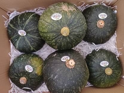 【田匠物產】純日本品種雙色栗子南瓜綠色栗子15台斤---免運