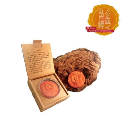 【黃金樟芝】專利牛樟芝子實體原片禮盒單片裝(1.2g/盒)