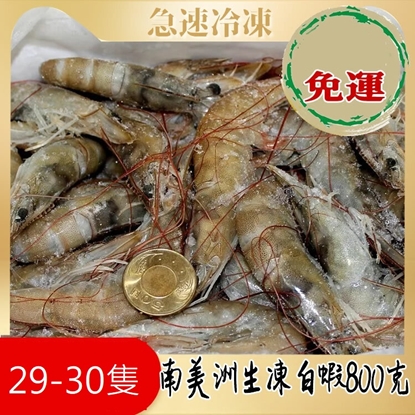 (八盒免運)南美進口活凍白蝦《偏大隻高級品》800公克/盒(29-30隻)
